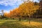 Ginkgo Grove Virginia State Arboretum Blandy Farm