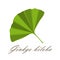 Ginkgo leaf