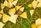 Ginkgo leaves on green moss background