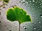 Ginkgo leaves are green with water droplets on them