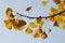 Ginkgo - maidenhair tree