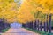 Ginkgo Road