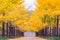 Ginkgo Road