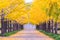 Ginkgo Road