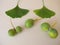 Ginkgo seeds with seed shell