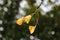 The ginkgo in sichuan university, china