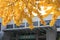 The ginkgo in sichuan university, china