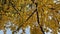 Ginkgo tree in autumn. Yellow leaves on tree branches