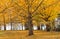 Ginkgo Tree with Fallen Leaves Virginia State Arboretum