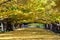 Ginkgo Tree Road in Showa Kinen Park