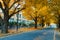 Ginkgo Tree at Tokyo University in Autumn