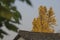 Ginkgo trees in full bloom on the roof