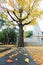 Ginkgo trees with Kyoikuto behind,Osaka Castle Park,Japan