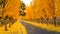 Ginkgo Trees Line The Road To A Winery in Napa Valley