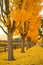 Ginkgo Trees Line The Road To A Winery in Napa Valley