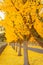 Ginkgo Trees Line The Road To A Winery in Napa Valley