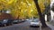 Ginkgo trees turn bright yellow in autumn