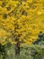 Ginkgo yellow leaves in autumn