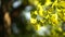 Ginko leaves and branches on a blurry natural background