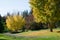 Ginko trees in the fall