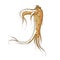 Ginseng medicine root icon, traditional healthy plant