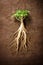 Ginseng root with roots on potting soil