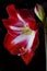 Gippeastrum -a perennial bulbous plant