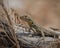 Gippsland Water Dragon perched atop a piece of driftwood in a natural setting in Bega, Australia