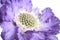 Gipsy-rose Scabious. Lilac scabious flower on white background. Macro.