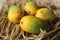 The Gir Kesar mango, also called Kesar, is a mango cultivar grown in the foothills of Girnar in Gujarat, western India. It is