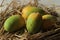 The Gir Kesar mango, also called Kesar, is a mango cultivar grown in the foothills of Girnar in Gujarat, western India. It is