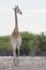 Giraf, Giraffe, Giraffa camelopardalis