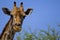 Giraf, Giraffe, Giraffa camelopardalis