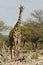 Giraf, Giraffe, Giraffa camelopardalis