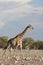 Giraf, Giraffe, Giraffa camelopardalis