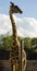 Giraf , Giraffe standing