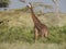 Giraf in Serengeti National Park, Tanzania