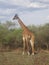 Giraf, Tanzanian safari park