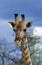 GIRAFE DE ROTHSCHILD giraffa camelopardalis rothschildi