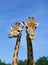 GIRAFE DE ROTHSCHILD giraffa camelopardalis rothschildi