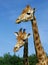 GIRAFE DE ROTHSCHILD giraffa camelopardalis rothschildi