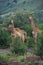 GIRAFE DE ROTHSCHILD giraffa camelopardalis rothschildi