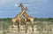 GIRAFE DE ROTHSCHILD giraffa camelopardalis rothschildi