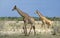 GIRAFE DE ROTHSCHILD giraffa camelopardalis rothschildi