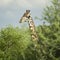 Girafe eating in the serengeti reserve