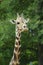 Girafe head and neck