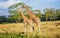 Girafe in Kenya