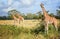 Girafe in Kenya