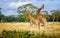 Girafe in Kenya