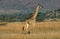 GIRAFE MASAI giraffa camelopardalis tippelskirchi